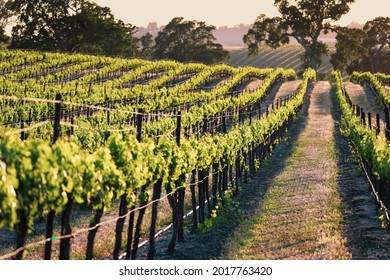 Endless rows of lush green grape vines in the evening light - Shutterstock ID 2017763420