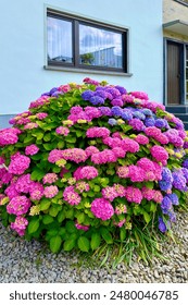 Endless summer Pink violet Hydrangea macrophylla Blossoming bush near vintage house. 