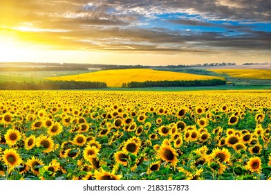 1,035 Sunflower Highway Images, Stock Photos & Vectors | Shutterstock