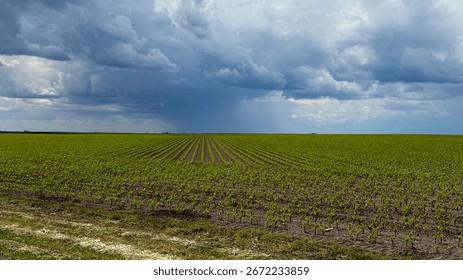 Endless verdant plains under brooding tempest, celebrating Earth Days whispers, cultivating resilience, agrarian dreams, and fertile Eostre magic