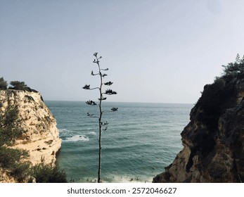 Endless water and a single-standing tree between two rocks