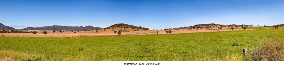 Endless wheat farm fields in rural regional NSW of wheat belt on the great western plains - wide panorama.