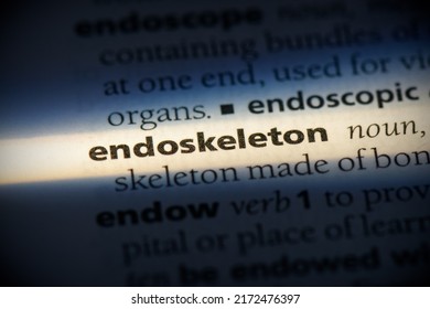 Endoskeleton Word In A Dictionary. Endoskeleton Concept, Definition.