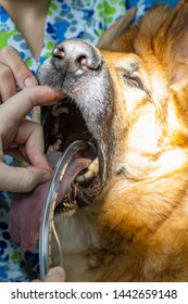 Endotracheal Intubation In An Anesthetic Dog Before A Surgery