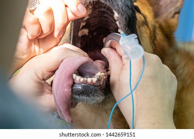 Endotracheal Intubation In An Anesthetic Dog Before A Surgery