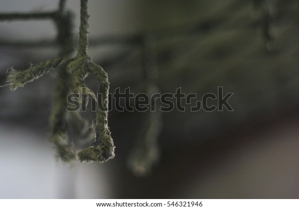 Ends Ropes Hanging Net On Ceiling Stock Photo Edit Now