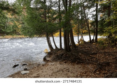 Enduring tree anchored to the river's edge in the Parc Des Chutes Dorwin