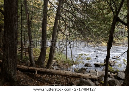 Enduring tree anchored to the river's edge in the Parc Des Chutes Dorwin