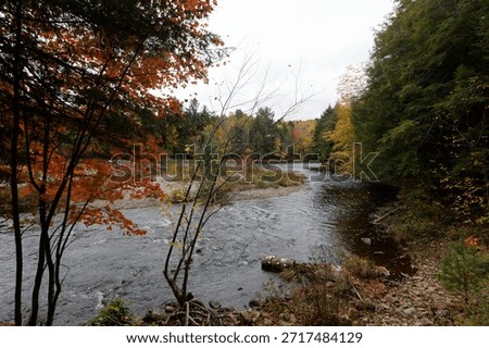 Enduring tree anchored to the river's edge in the Parc Des Chutes Dorwin