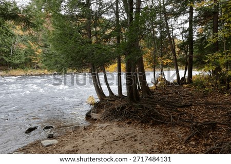 Enduring tree anchored to the river's edge in the Parc Des Chutes Dorwin