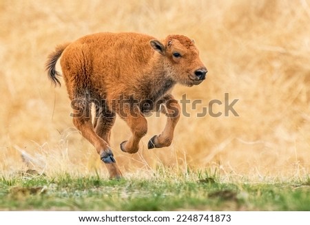 An energetic Bison Calf galloping through a prairie field enjoying its freedom.