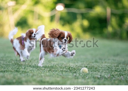 Energetic Cavalier King Charles Duo Play Fetch with Tennis Ball