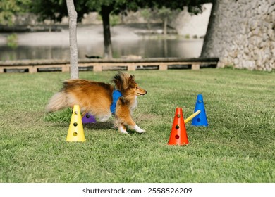 Energetic Dog Navigating Colorful Cones in an Outdoor Obstacle Course - Powered by Shutterstock