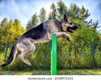 The energetic German Shepherd clears a green obstacle with ease in a sunny park surrounded by lush greenery and trees. - Powered by Shutterstock