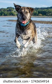 An energetic and healthy senior dog happily bounds through the incoming tide at Vancouver's Spanish Banks dog beach on a sunny summer afternoon. - Shutterstock ID 1743654914