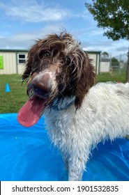 Energetic Laboradoodle Puppy Dog Playing In Kiddie Pool Enjoying New Experience With Water Head Tilted Long Bright Red Tongue Hanging Out At Canine Enrichment Center Green Grass Blue Sky Background