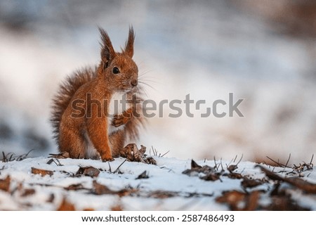 Energetic red squirrel leaping through snowy branches in winter