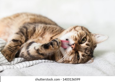Energizer young tabby mixed breed cat on light gray coat in contemporary bedroom. Pet lick paws and warms on blanket in cold winter weather. Pets friendly and care concept.