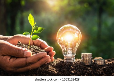 Energy Concept. Eco Power. Lightbulb With Money And Hand Holding Small Tree  Sunlight Background