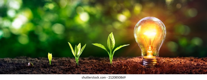 Energy Efficient Lightbulb With Small Tree - Saving Energy Development Concept - Electricity