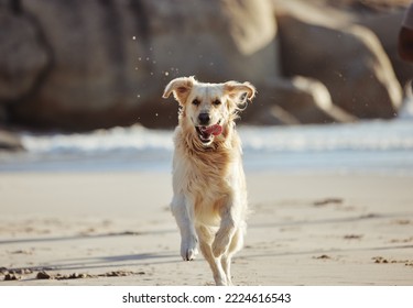 Energy, running and dog at the beach, freedom and playing in sand along, curious and fun in nature. Puppy, run and ocean trip for labrador being energetic, playful and active alone along the sea