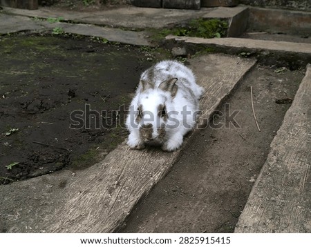 An engaging, eye-level shot of a white rabbit with brown patches sitting alert on a long wooden plank in a backyard garden. The rabbit's front paws are neatly tucked in, and it appears to be curiously observing its surroundings. The contrast between the clean wooden surface, the dark, moist soil in the background, and the rabbit's soft, patterned fur creates a visually striking and harmonious image. This photograph is highly versatile for content focused on gardening, pets, animal psychology, or nature photography. It captures a moment of curiosity and readiness, offering a delightful and clear look at a domestic rabbit's behavior in a semi-natural outdoor environment, making it a great addition to any collection of high-quality animal photography.