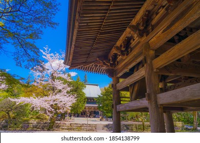 Engakuji of the full bloom of the cherry tree (Kamakura, Kanagawa Prefecture)