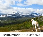 Engkish pointer overlooking a big valley