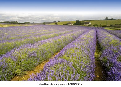 England Gloucestershire The Cotswolds Snowshill Lavender Farm Lavender Fields