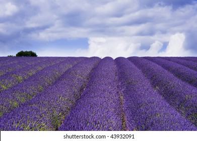 England Gloucestershire The Cotswolds Snowshill Lavender Farm Lavender Fields