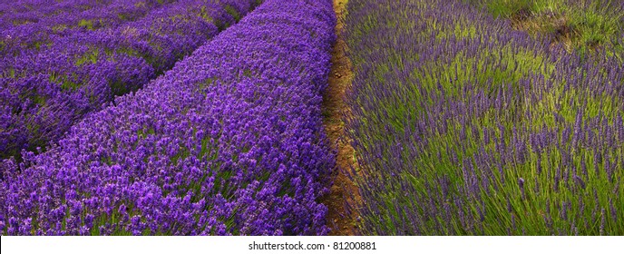 England Gloucestershire The Cotswolds Snowshill Lavender Farm Lavender Fields