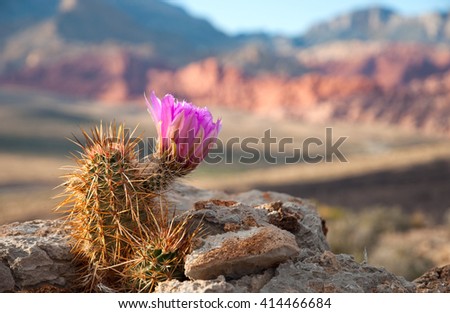 An Englemann Hedgehog cactus in bloom in Red Rock Canyon, Nevada.