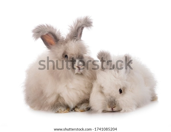 english angora bunny