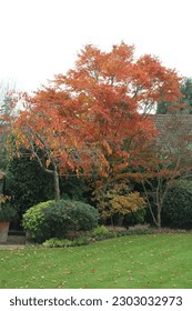 An English Autumn Garden Scene
