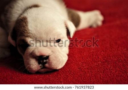 English Baby bulldog stretched out on the blanket