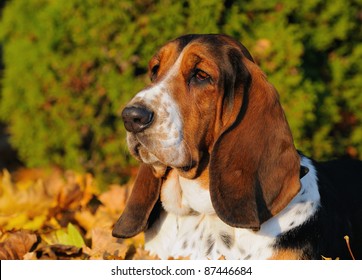 English Basset Hound in autumn hunting dog for small game origin race Basset d’Artois