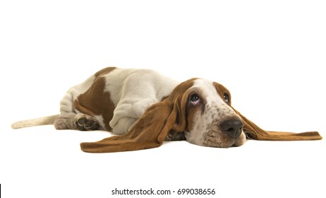 English basset hound puppy lying down on the floor with her ears flat on the floor isolated on a white background