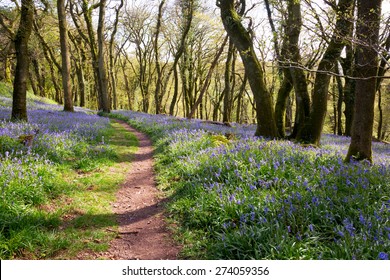 English Bluebell Woodland