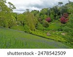 English Bluebells, Hyacinthoides non-scripta, and the lush green of spring in a Cornish country garden near Falmouth, Cornwall, UK