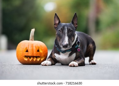 english bull terrier dog posing with a carved pumpkin