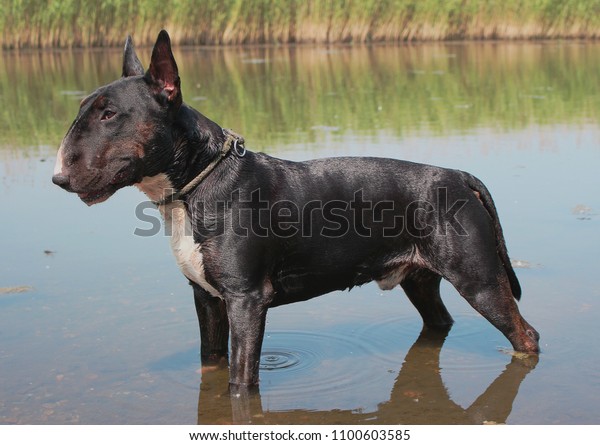 black english bull terrier