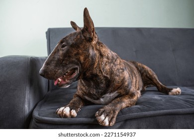 The English Bull Terrier portrait in a brindle color lies on the couch