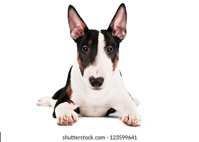 English Bull Terrier Puppy