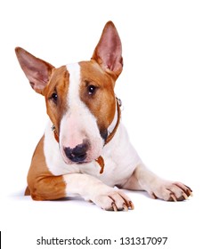 English bull terrier. Thoroughbred dog. Canine friend. Red dog. Portrait of a dog.