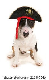 English bull terrier wearing a pirates hat