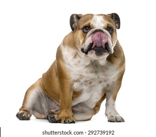 オールドイングリッシュブルドッグ の画像 写真素材 ベクター画像 Shutterstock