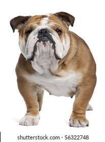English Bulldog, 18 months old, standing in front of white background