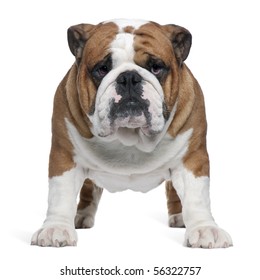 English Bulldog, 2 years old, standing in front of white background