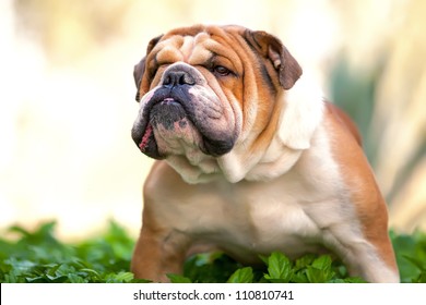 English Bulldog