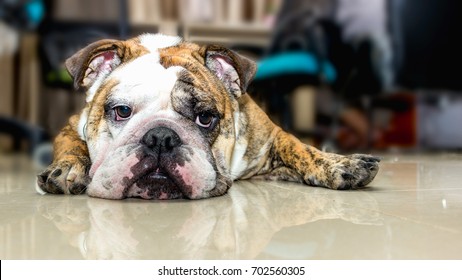 English Bulldog